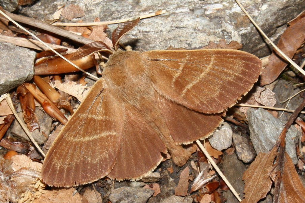 Geometridae-2 ?? - Macrothylacia rubi